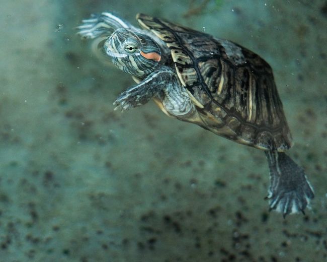 Close-up of turtle swimming in fish tank