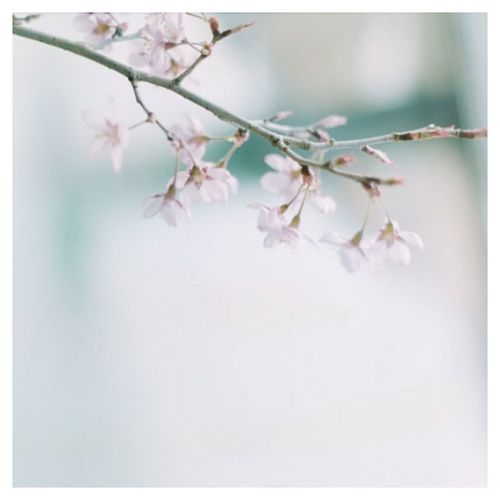 Close-up of cherry blossom plant