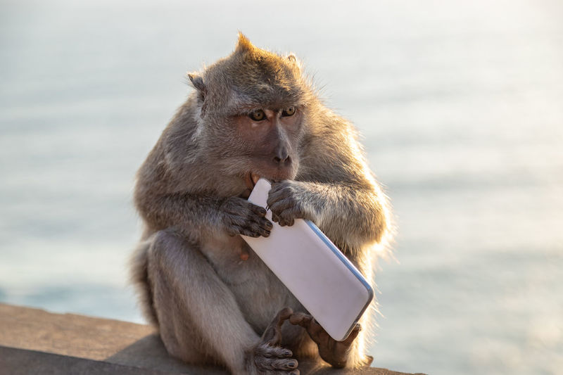 Monkey eating smart phone while sitting on railing