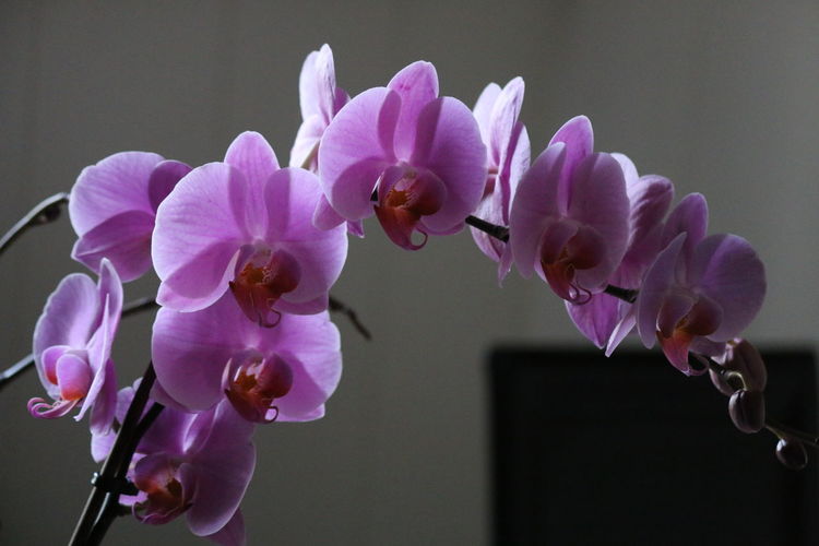 Close-up of purple orchid flowers at home