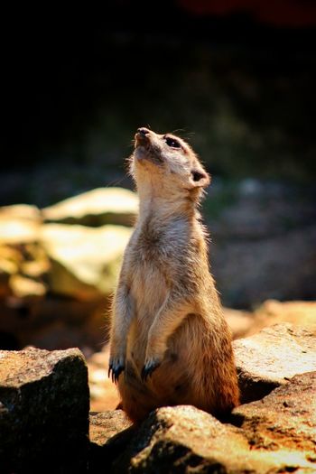 Wild animal looking away