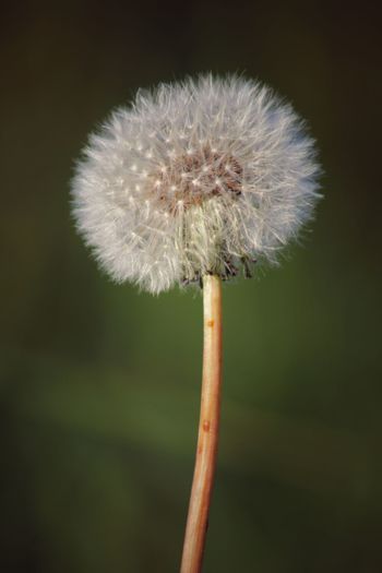 Close-up of fresh dandelion