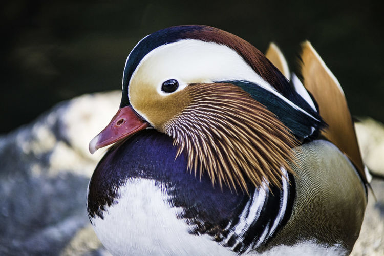 Close-up of mandarin duck