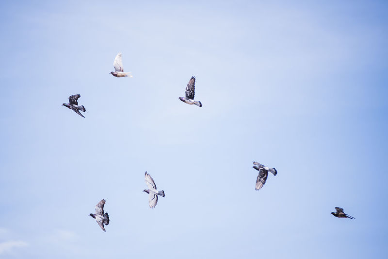 Low angle view of pigeons flying against sky