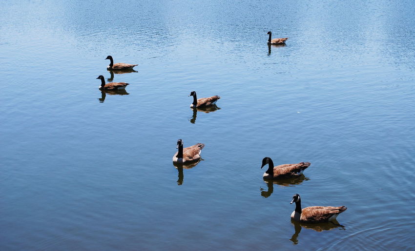 High angle view of birds on lake