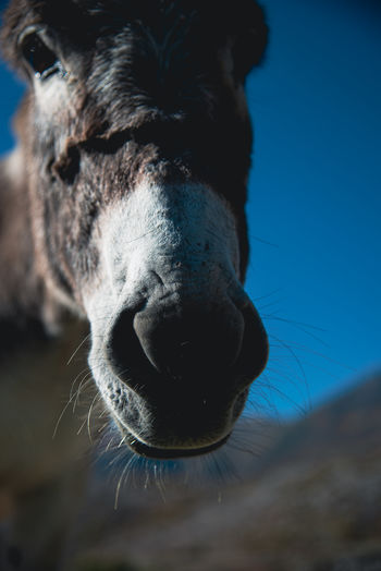 Closeup view of donkey face