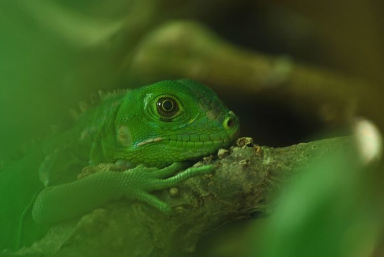 Close-up of green baby iguana lizard hiding beneath tree
