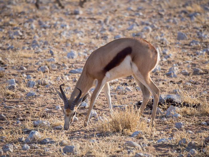Side view of springbok gazelle grazing in arid landscape of etosha national park, namibia, africa