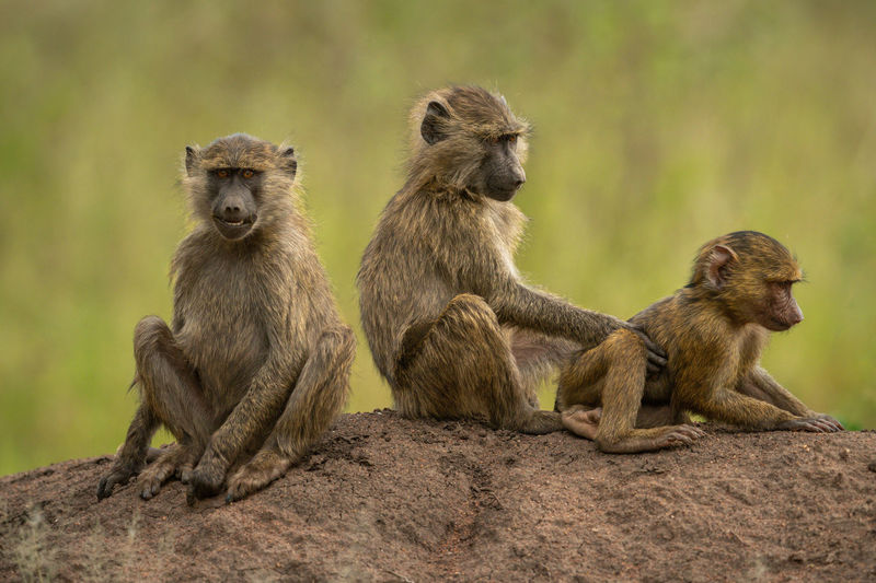 Three olive baboons sit on earth bank