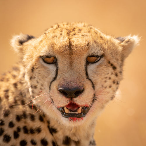 Portrait of cheetah in forest