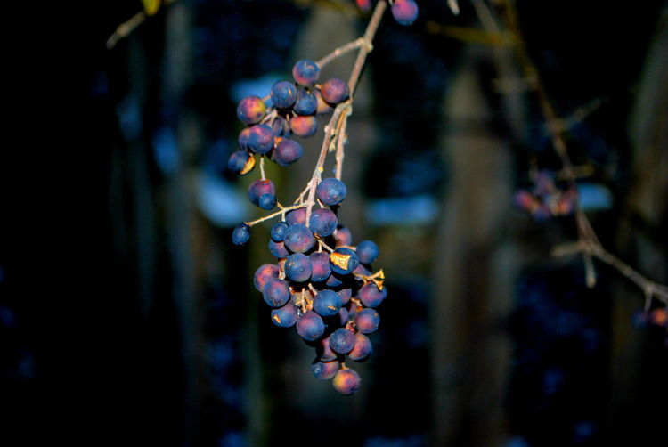 Close-up of berries growing on plant