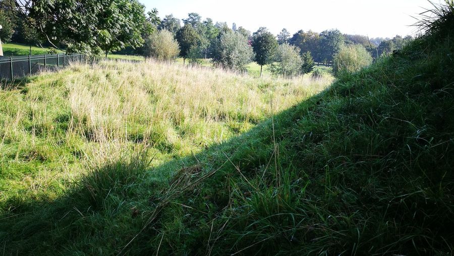 Grass growing on field