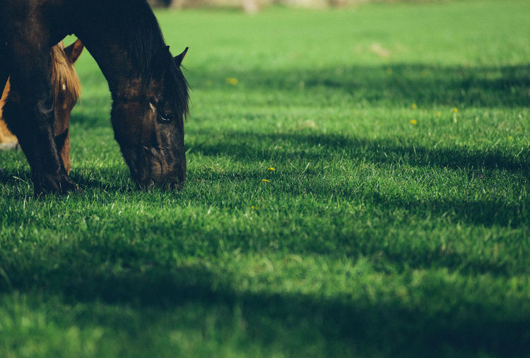 Horses grazing in a field