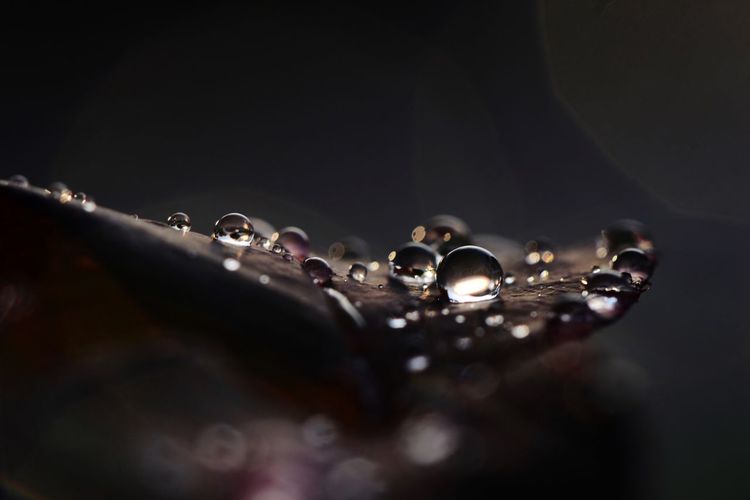 Close-up of water drops on black background