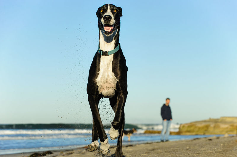 Dog standing on beach against clear sky