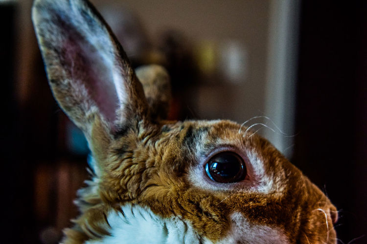 Close-up of  a rabbit
