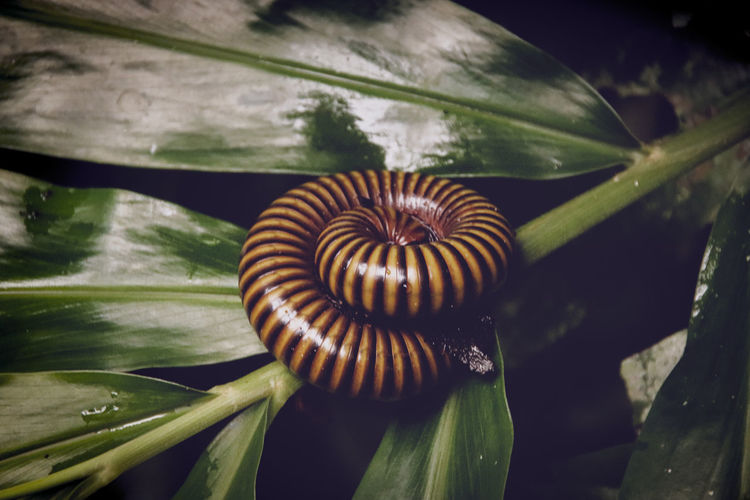 Close up of asian giant millipede on leaves