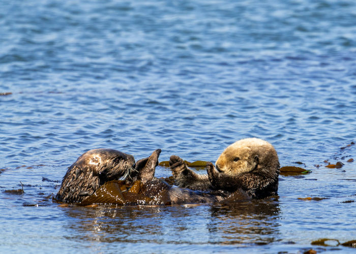 Sea otters in morro bay.