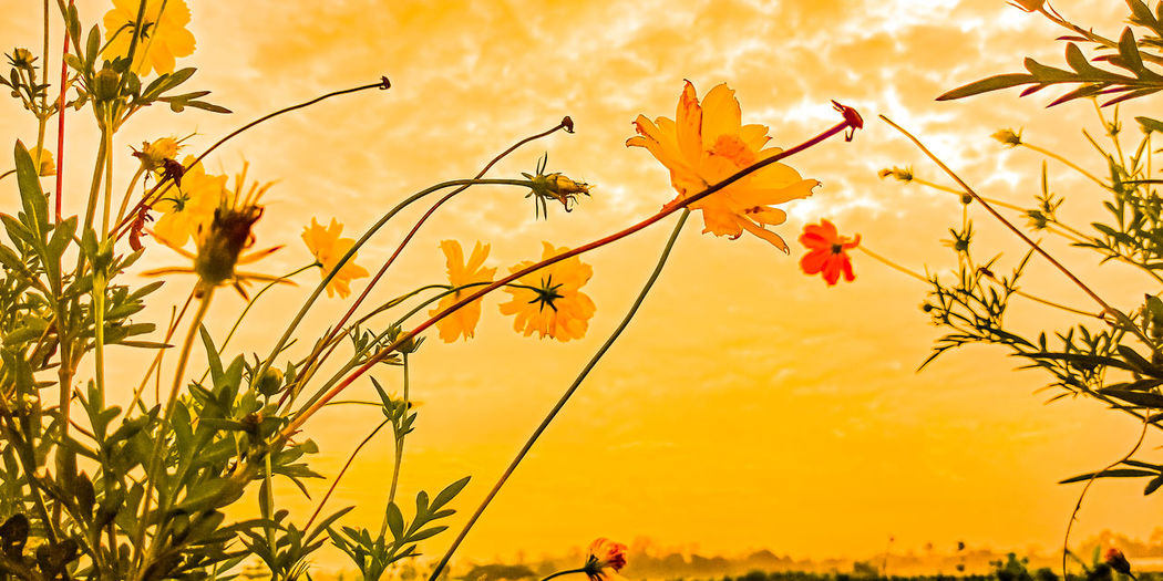 Close-up of yellow flowering plants against sky during sunset