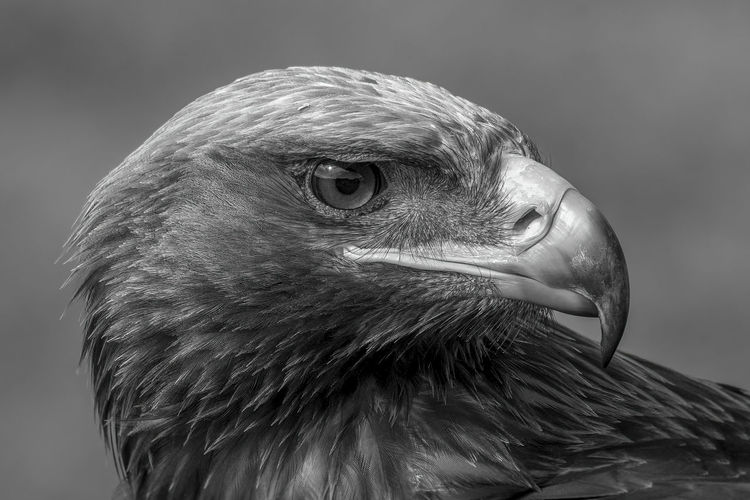 Mono close-up of head of golden eagle