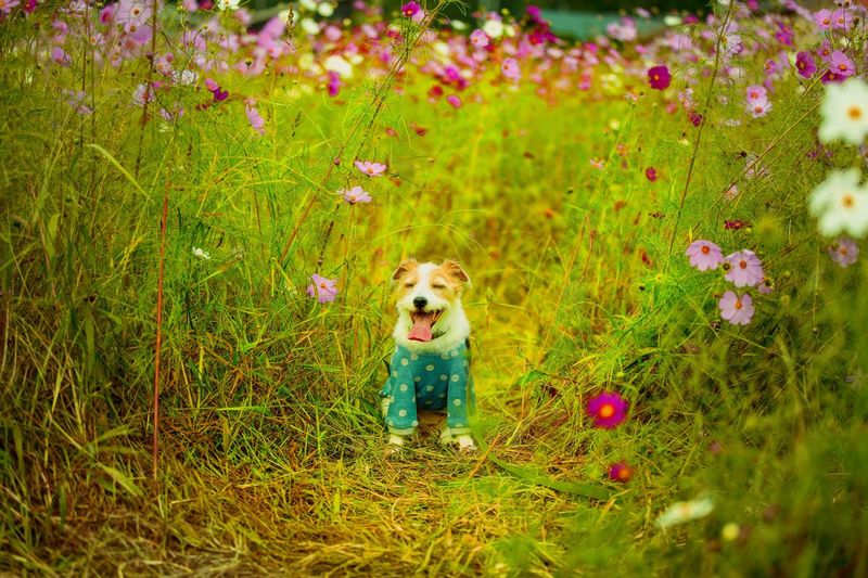Portrait of dog with flowers on grass