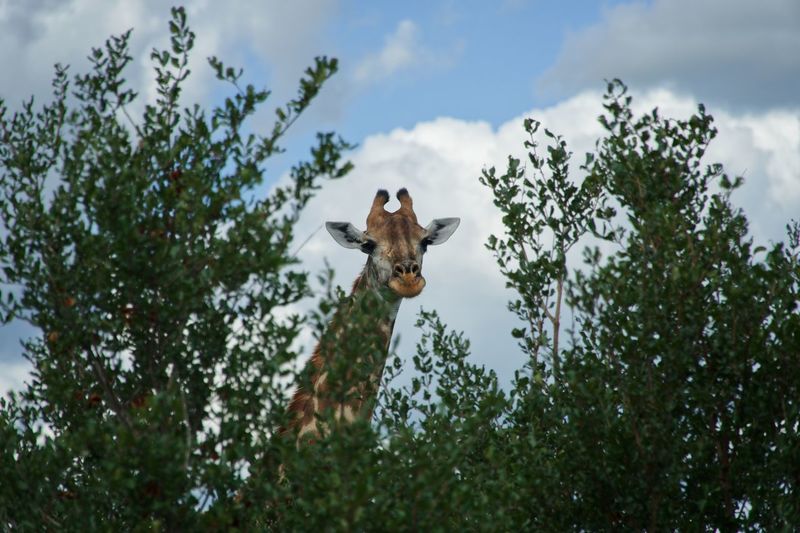 Peaking giraffe