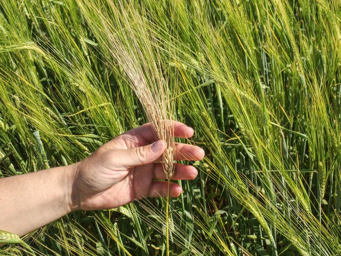 Man big hand touch corn in field. young green barley or wheat corns growing in a field
