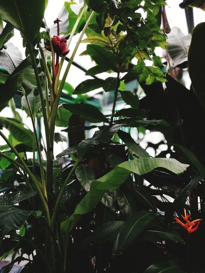 Close-up of red flowering plant