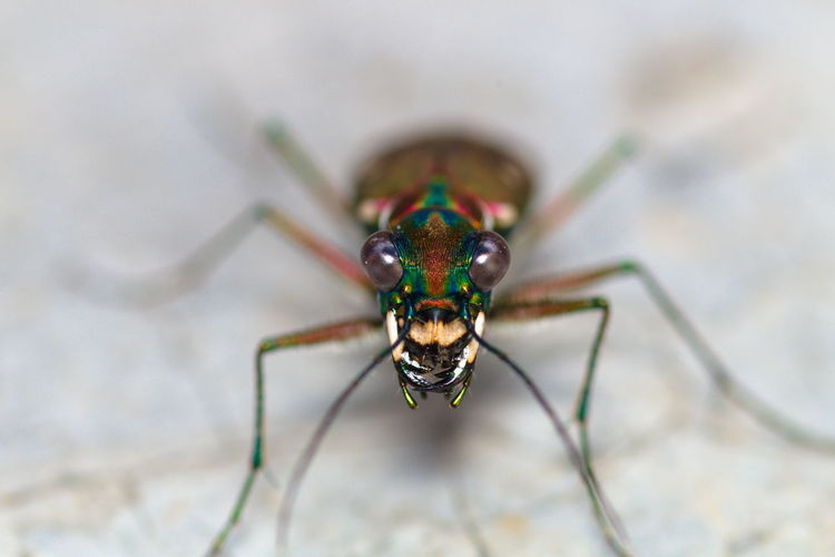 Close-up of insect