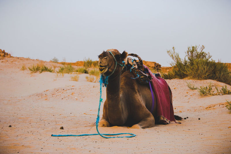 Camel lying in a desert