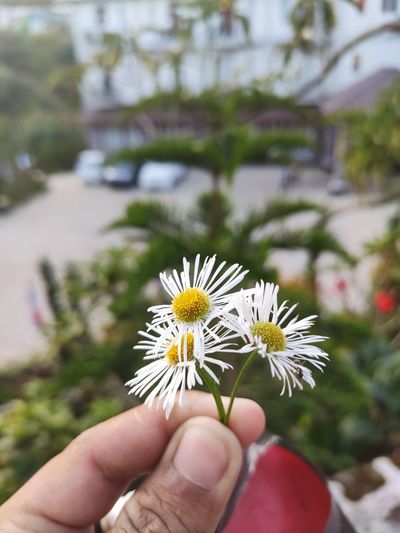 Close-up of hand holding white daisy