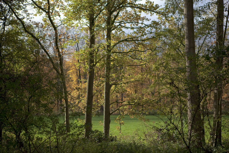 Trees in forest