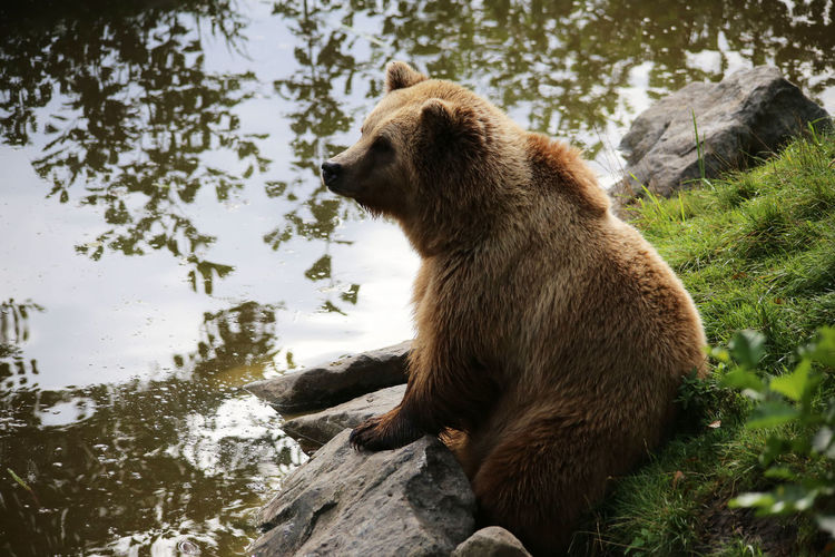 Bear sitting on rock at lakeshore