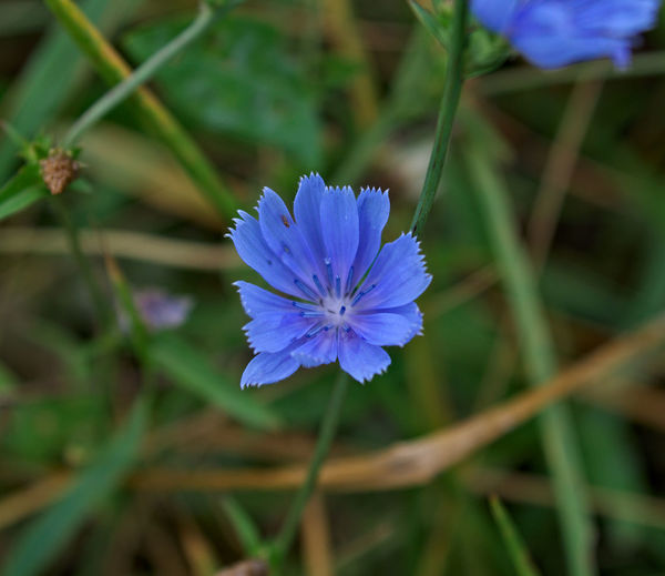 Close-up of purple flower on field