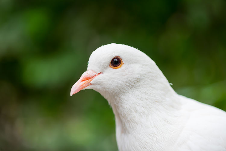 Close-up of dove