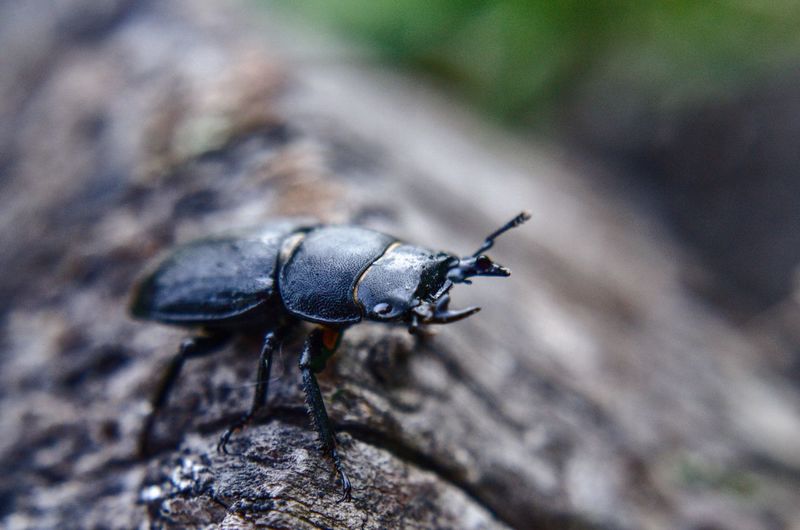 Close-up of insect