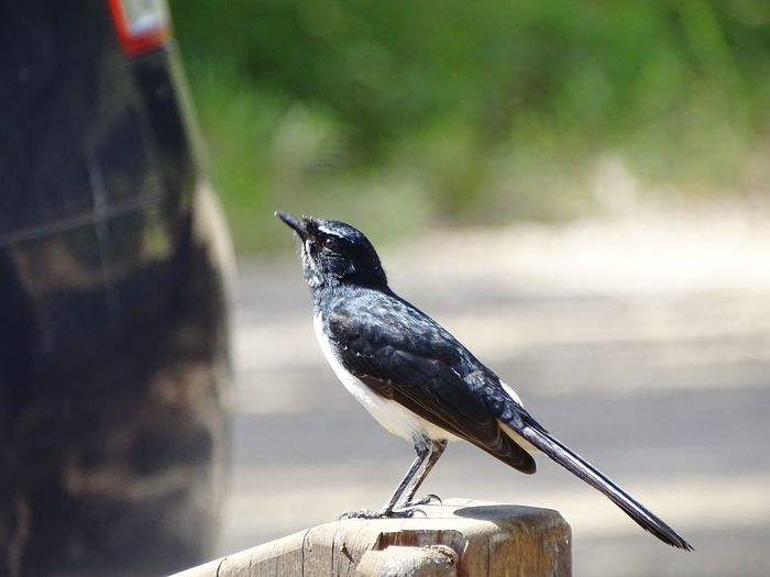 Close-up of bird perching on railing
