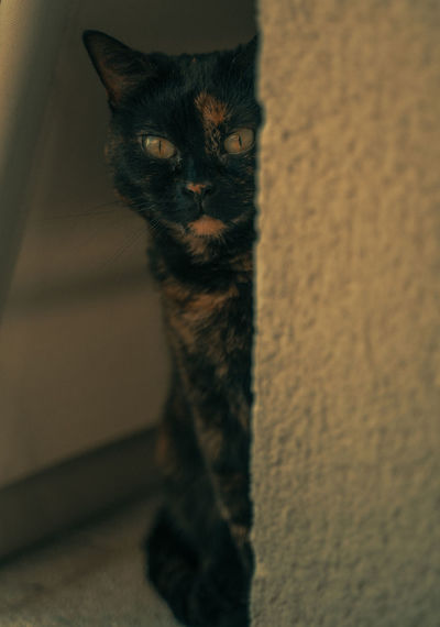 Portrait of cat with shadow on wall