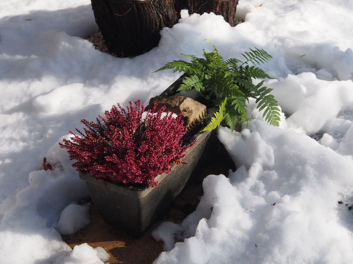 High angle view of snow on potted plant