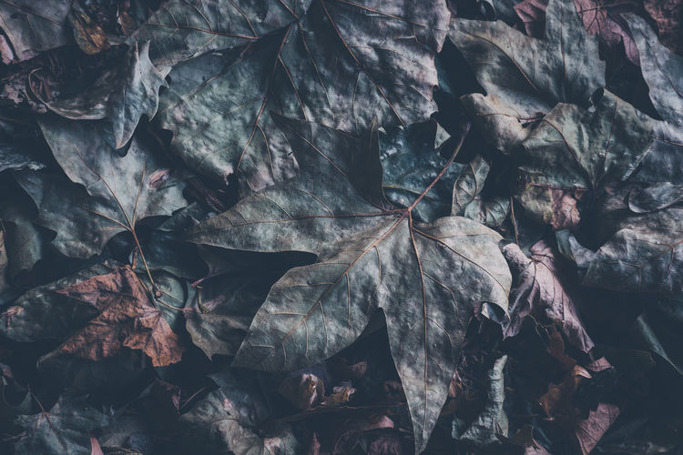 Close up of dark green maple leaves on a ground, abstract, concept, background.