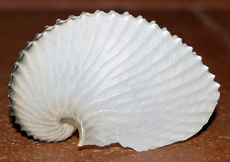 High angle view of shell on white table