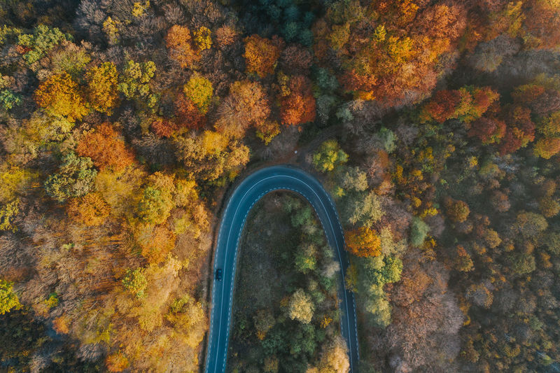 Aerial view of road amidst trees during autumn