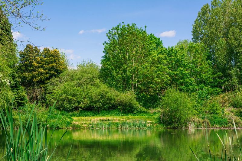 Reflection of trees in lake