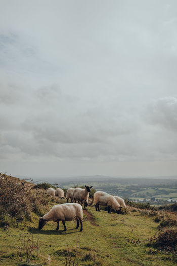 Sheep grazing in mendip hills, somerset, uk, scenic view and cloudy sky on the background.