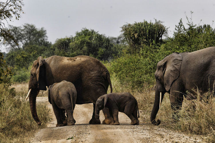 View of elephant in field