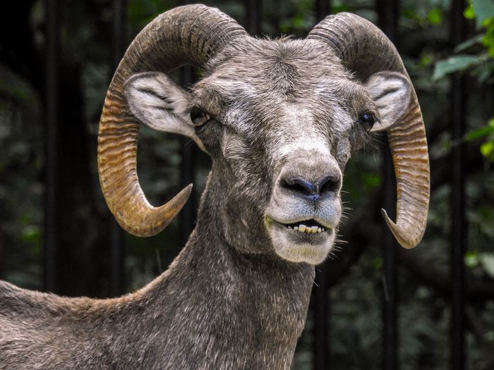 Goat's eyes. argali's wary gaze. an inhabitant of the novosibirsk zoo named after r.a. shilo.