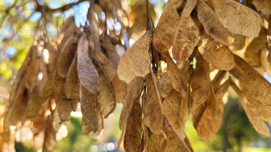 Close-up of dried leaves hanging on tree