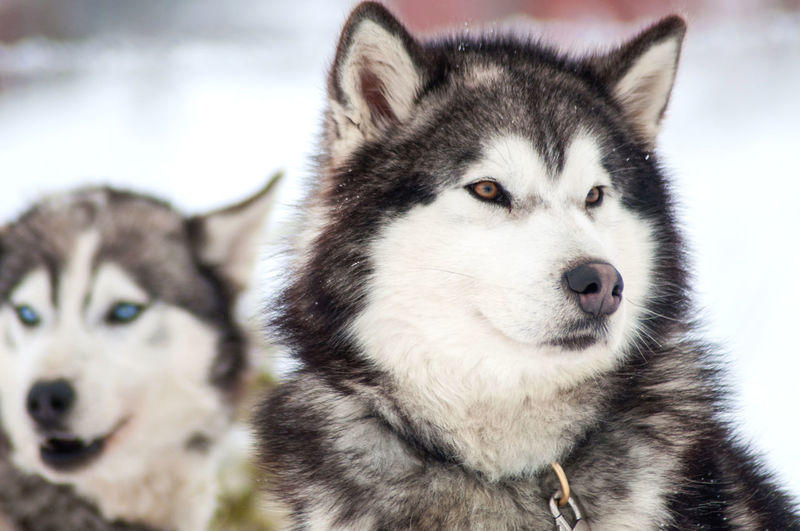 Close-up of wolfdogs