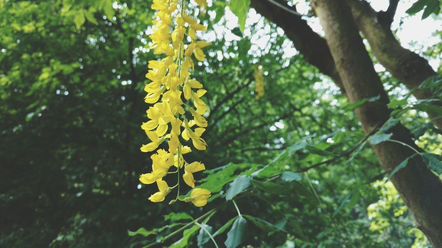 Close-up of yellow flowering plant
