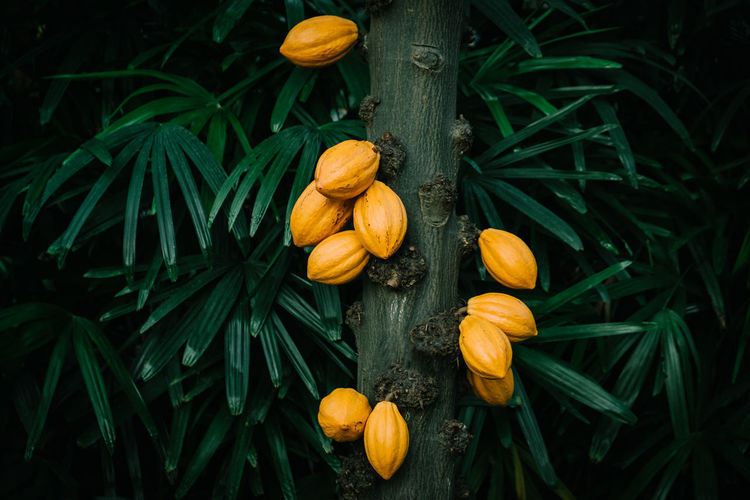 Cacao tree in the tropical rainforest